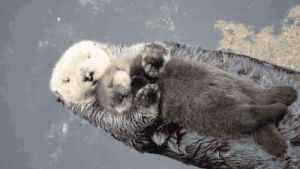 snuggle,otters