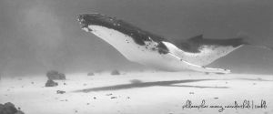 whale,black and white,swimming,animals,animal,life,water,beautiful,bw,ocean,up,wild,monochrome,ascending,underbelly,other edit,marine mammal