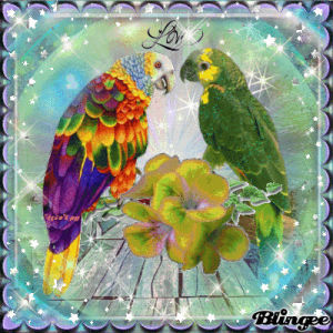 parrot,love,picture