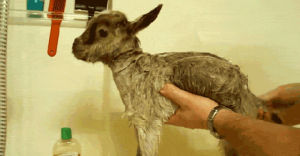 goat,new born,tub,scrub,wow,super,sheep,massage,dub,good to see