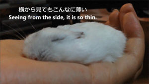diy,funny,adorable,hamster,funny s,how to,lol s,thin,hamsters
