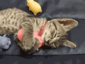 cat,cuddle,kitten,snuggle,mine,snuggly