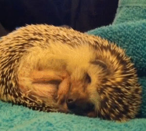 hedgehog,dreaming