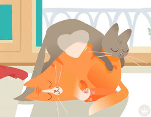 Valentines day cat love cuddling GIF on GIFER - by Agamafym