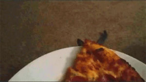 cat,pizza