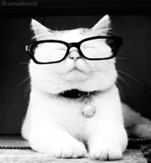 cat wearing glasses,cat,kitty,ani,smart kitty