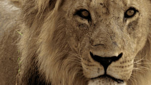 savage kingdom,lion,nat geo wild,stare