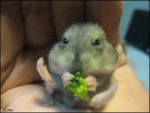 cuteness,happy,cute,food,eat,hamster,mouse,broccoli,nom nom,om nom nom nom