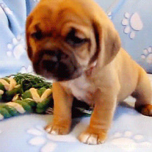 puppy,puggle,i have no idea what im doing