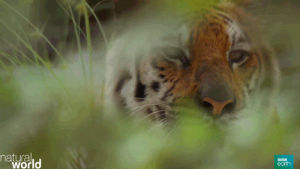 symbiosis,animals,nature,bbc,hungry,tiger,dinner,lick,hunt,bbc earth,natural world,perfect partners