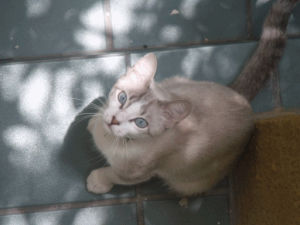kitten,cat,animals,pretty,white,pet,blue eyes