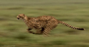 run,leo,anim,leopardrun