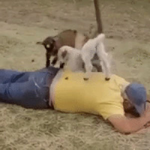back massage,massage,goats,baby goats