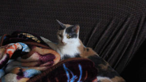kitty,cinemagraph,blanket