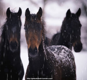 winter,horse,horses,snowing,winter is coming,brace yourself,my mind is flying