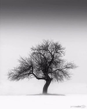 tree,time lapse,seasons