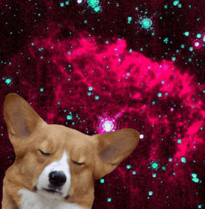 dog,dogs,dogs in space,animals,space,animal,corgi,dog in space