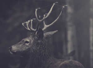 deer,black and white,animal,photography,wild,forest