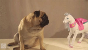 scared,horse,pug,toy