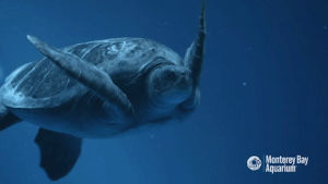 swimming,ocean,monterey bay aquarium,sea turtle,turtle,green sea turtle,open sea exhibit