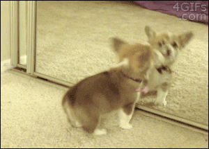 mirror,dog,fight,puppy