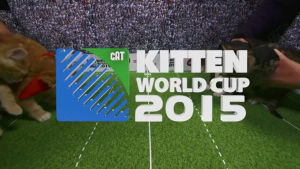 rugby,world,kitten,cup