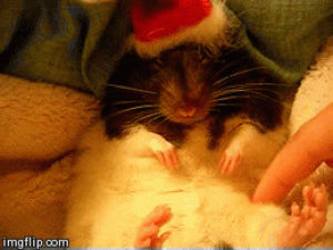 christmas animals,pet rat,merry christmas,happy holidays,cuteness,oreo,cute s,animal s,animal christmas,adorable animals,cute animal s,cute rat,cutest animal,retards of bodom,cute animal