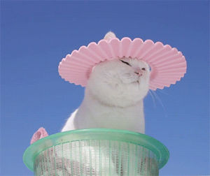 pink hat,cat,sun