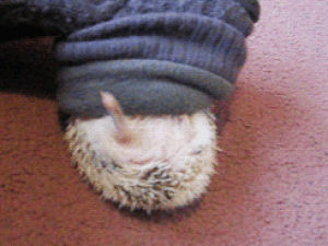 stuck,hedgehog,animals,funny animals,sock