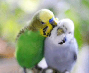bird,animals,kissing,grooming,parakeet,budgies,love,mates,digitalillustration