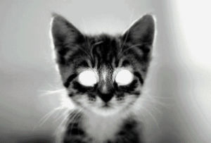 scary cat,kitten,cat,scary,kittens,white eyes,catsattack