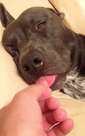 sleeping,tired,free funny,stuck out tongue,dog,tongue,afv,funny videos,afvpets
