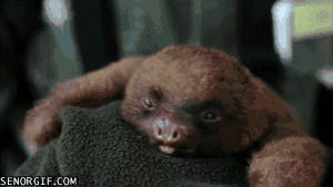 tired,yawning,animals,cute,sloth,yawn