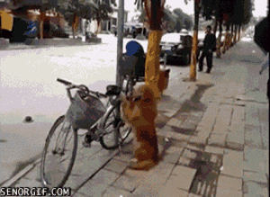 dog,animals,win,china,bikes,lil buddy