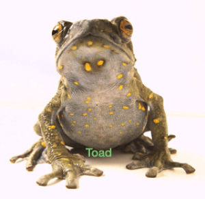 toad,frog,blog,vs,comments,i dont love this coloring or the quality but i could not bring myself to start over