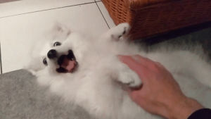 happy dog,dog,happy face,belly rub