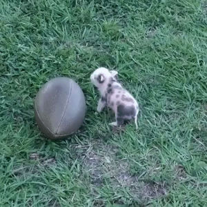 piglet,baby pig,cute,football