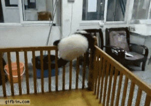 panda,escape,attempt