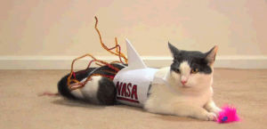 cat,adorable,kitten,nasa,rocket,costume