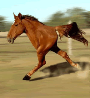 running horse,horse
