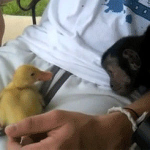 monkey,duck,animals,playing,animal friendship