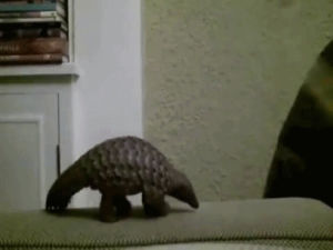 Pangolin Gif Find On Gifer