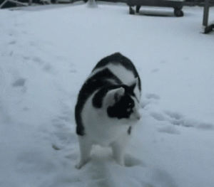 cat,snow