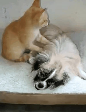 cat,dog,massage,animal friendship