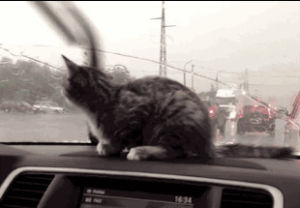 cat,confused,curious,windshield wipers