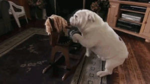bulldog on a rocking horse