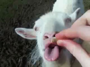 feeding,goat,om,fun,nom