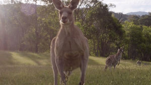 wild,kangaroo,better
