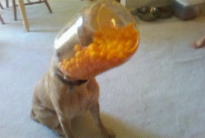 cheese balls,fail,dogs,balls,results,sniffing,dog fail,sneezes