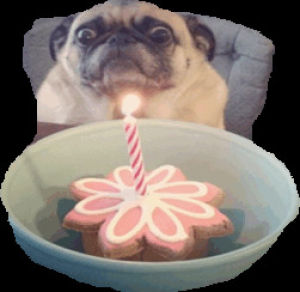 birthday,hbd,happy birthday,transparent,wtf,pug,celebrating